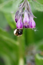 Bombus sp.