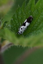Ethmia quadrillella