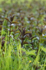 Menthe poivrée