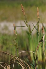 Carex sp.