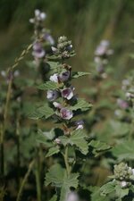 Guimauve officinale