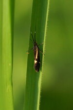 Espereia sulphurella