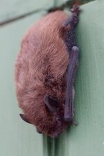 Pipistrelle sp.