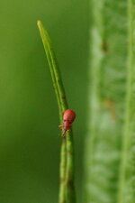 Apion frumentarium