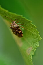 Le petit Acanthosome (1)