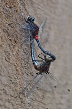 La Leucorrhine glaciale (2)