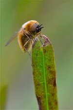 Bombylius sp. (2)
