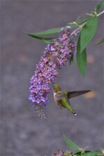 Archilochus sp. (4)