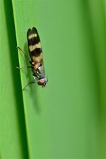 Chaetopsis fulvifrons