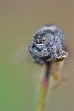 Phidippus purpuratus (2)