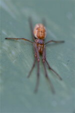 Tetragnatha sp. (2)