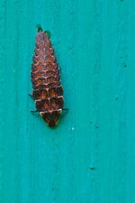 Lampyridae sp.