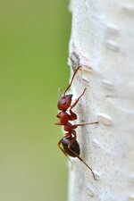 Formica sp. ?