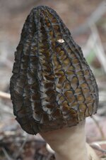 Morchella conica