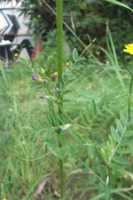 Vesce cultivée