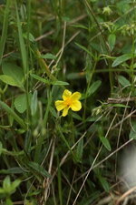 Elianthème numulaire