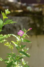 Epilobe sp.