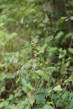 Epipactis helleborine