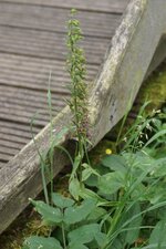 Epipactis helleborine - sous réserve