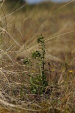Epipactis helleborine