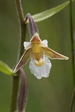 Epipactis palustris