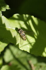 Epysyrphus balteatus - Syrphe ceinturé