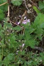 Erodium sp.