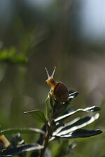 Escargot des haies