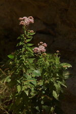 Eupatoire chanvrine