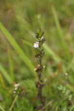 Euphraise sp.