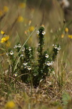 Euphrasia sp.