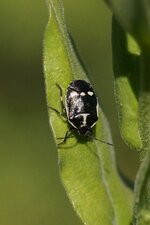 Eurydema oleracea
