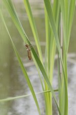 Exuvie de Libellule déprimée