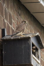 Faucon crécerelle