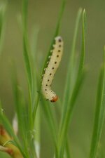 Fausse-chenille de Diprion pini