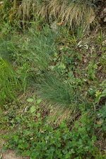 Festuca sp.
