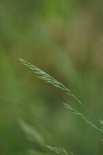 Festuca sp.