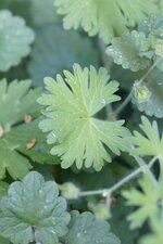 Feuille de géranium à feuilles molles
