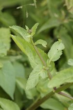 Feuille de Scrophularia sp.