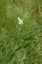 Spirée Filipendule