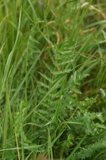 Feuille de Spirée Filipendule