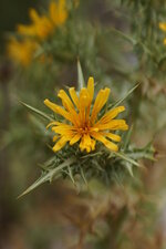 Fleur de Carthame laineux