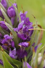 Fleur de Dactylorhiza sp.