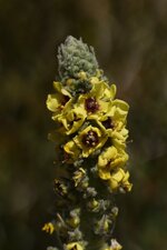 Fleur de Molène sp.