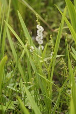 Fleur de Scyrpe des bois - sous réserve
