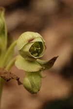 Fleur d