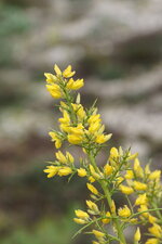 Fleurs d Ajonc d