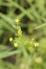 Fleurs de Renoncule scélérate