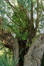 Forêt hors-sol