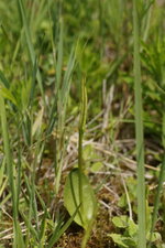 Ophioglosse sp.